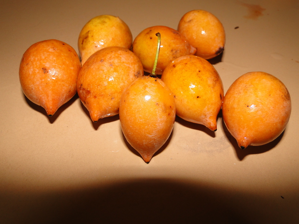 باکوپاری - معرفی درختان میوه